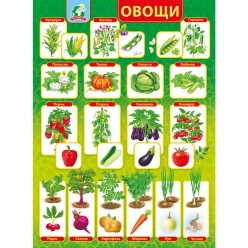 Плакат "Овощи" (пластик 2мм)