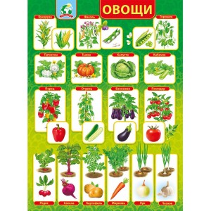 Плакат "Овощи" (пластик 2мм)