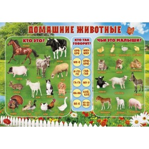 Плакат "Домашние животные" (пластик 2мм)