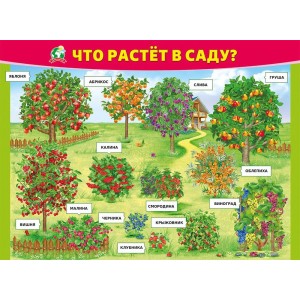 Плакат "Что растет в саду" (пластик 2мм)